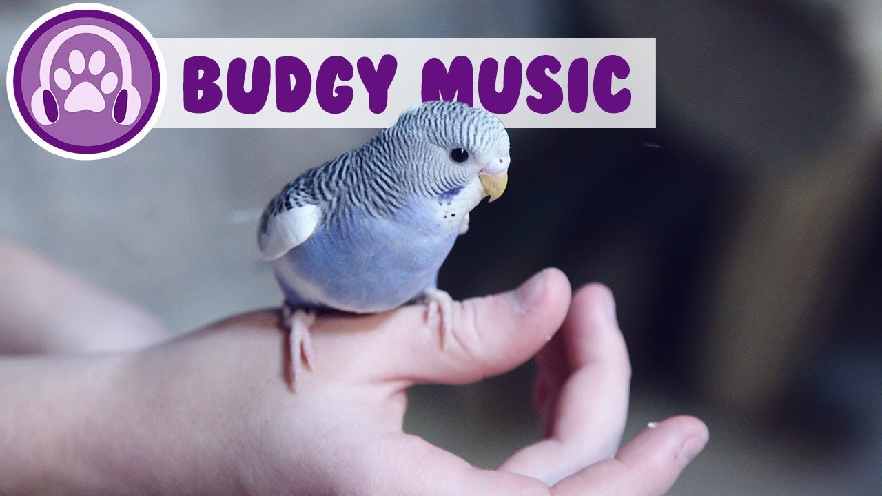 Relax My Budgie - Entspannungsmusik für Wellensittiche!